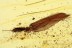 TRICHOPTERA Rare Caddisfly Inclusion in BALTIC AMBER 1712