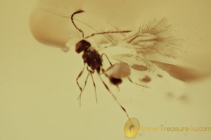 MYMARIDAE Fairyfly Microscopic Wasp in BALTIC AMBER 1722