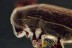 SCOLYTINAE Huge Great Bark Beetle & Mite BALTIC AMBER 1726