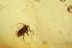 LEIODIDAE Cholevinae Round Fungus BEETLE & Aphid BALTIC AMBER 1728