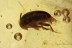 LEIODIDAE Cholevinae Round Fungus BEETLE & Aphid BALTIC AMBER 1728