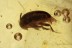 LEIODIDAE Cholevinae Round Fungus BEETLE & Aphid BALTIC AMBER 1728