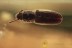 SILVANIDAE Nausibius Superb Flat Bark Beetle BALTIC AMBER 1727