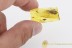 LEPIDOPTERA Huge Moth Inclusion BALTIC AMBER 1730