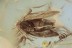 LEPIDOPTERA Nice Looking Moth Inclusion BALTIC AMBER 1731