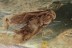 LEPIDOPTERA Well Preserved Great Moth in BALTIC AMBER 1732