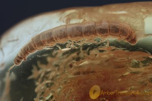 LEPIDOPTERA Large Moth CATERPILLAR in BALTIC AMBER 1734