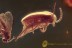 PSELAPHINAE & SRAPTIIDAE Beetles & Gnat Inclusion BALTIC AMBER 1736