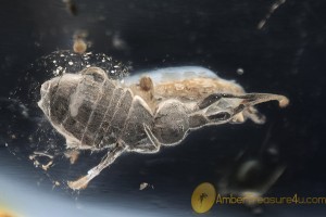 Huge Great looking COLLEMBOLA Inclusion BALTIC AMBER 1748