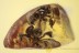 APIDAE 3 Honey Bees Inclusion Genuine BALTIC AMBER 1750