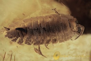 ISOPODA Huge  Woodlouse Inclusion in BALTIC AMBER 1758