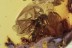 APIDAE 3 Honey Bees Inclusion Genuine BALTIC AMBER 1756