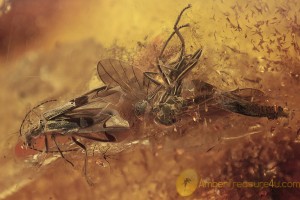 CANTHARIDAE Malthininae + Fly & INFLORESCENCE in BALTIC AMBER 1765