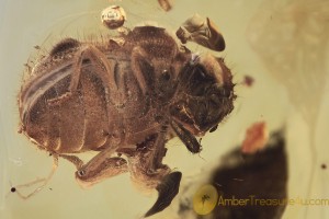 PTINIDAE Trichodesma Spider Beetle BALTIC AMBER 1767