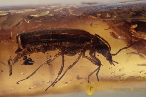 OEDEMERIDAE 2 False Blister Bettles in BALTIC AMBER 1768
