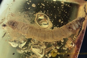 LEPIDOPTERA Giant 12mm Moth CATERPILLAR in BALTIC AMBER 1764