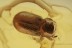 PTINIDAE Beetle w Unusual Serrate Antennae BALTIC AMBER 1770