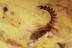 AMPHIPODA Freshwater Shrimp +  DYTISCIDAE Larvae BALTIC AMBER 1772