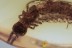 LITHOBIIDAE Stone Centipede Inclusion BALTIC AMBER 1776