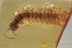 LITHOBIIDAE Huge 14mm Stone Centipede BALTIC AMBER 1774