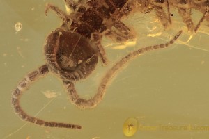 LITHOBIIDAE Huge 14mm Stone Centipede BALTIC AMBER 1774