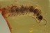 LITHOBIIDAE Huge 14mm Stone Centipede BALTIC AMBER 1774