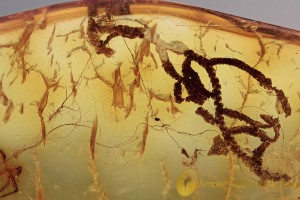 BRYOPHYTA Moss Twigs Bunch Inclusion in BALTIC AMBER 1777