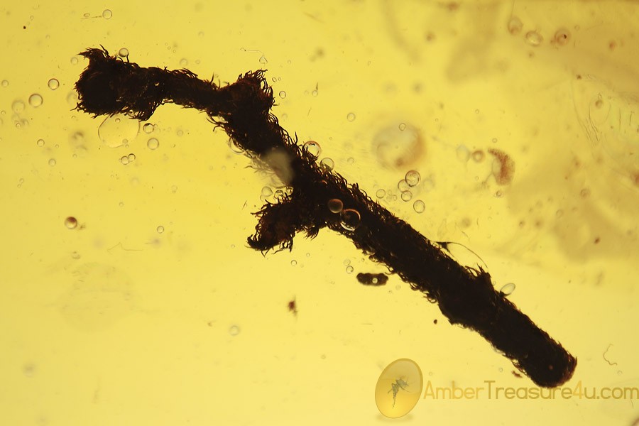 BRYOPHYTA Long 10mm Moss Twig Inclusion BALTIC AMBER 1780