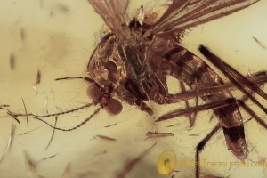 CHAOBORIDAE Phantom Midge Inclusion BALTIC AMBER 1784