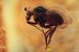 DOLICHOPODIDAE Perfect Looking Colorful FLY in BALTIC AMBER 1785