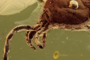 TROMBIDIIDAE  Velvet Mite Well Visible Chelate Palps BALTIC AMBER 1788