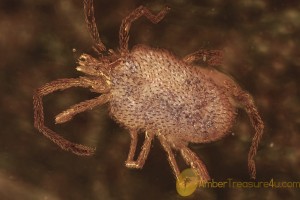 TROMBIDIIDAE Nice Small Velvet Mite Inclusion BALTIC AMBER 1789