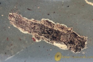 LEPIDOPTERA Large Larval Case w Caterpillar in BALTIC AMBER 1790
