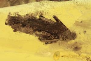 LEPIDOPTERA Huge Case w Caterpillar Inside BALTIC AMBER 1791