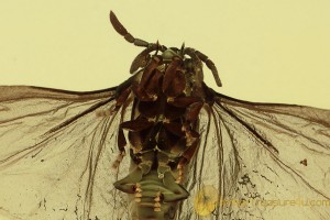 STREPSIPTERA Superb Twisted-Winged Parasite in BALTIC AMBER 1794