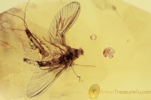EPHEMEROPTERA Mayfly Fossil Inclusion BALTIC AMBER 1795