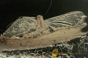 EPHEMEROPTERA Spread Wings Mayfly Inclusion BALTIC AMBER 1796