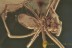 ARCHAEIDAE Assassin Spider w Silk Strand BALTIC AMBER 1805