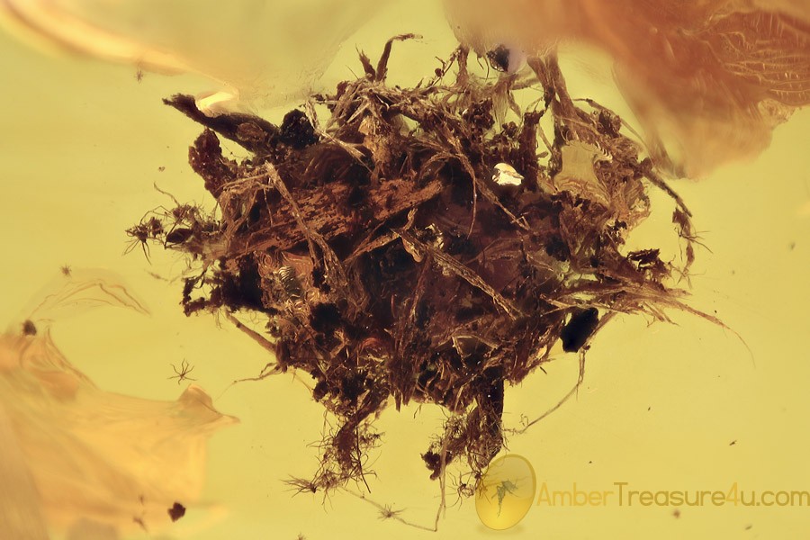 ARANEAE Spider Cocoon Inclusion BALTIC AMBER 1801 ARANEAE Spider Cocoon Inclusion BALTIC AMBER 1801