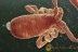 CHELIFERIDAE Perfect PSEUDOSCORPION in BALTIC AMBER 1799