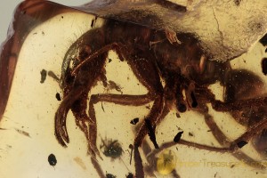  PRIONOMYRMEX Ant Fossil Inclusion Genuine BALTIC AMBER 1803
