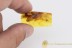 EMPIDIDAE Well Preserved Dagger Fly Inclusion BALTIC AMBER 1813