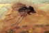 DOLICHOPODIDAE w Parasitic Mite Suck to it BALTIC AMBER 1812