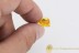 DOLICHOPODIDAE w Parasitic Mite Suck to it BALTIC AMBER 1812
