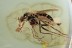 DOLICHOPODIDAE with 100% PREY Rare Action BALTIC AMBER 1809