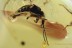 STAPHYLINIDAE & 2 PSELAPHINAE Beetles + Action!  BALTIC AMBER 1814