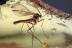 MYCETOPHILIDAE 3 Large Great Fungus Gnats BALTIC AMBER 1825