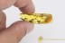 MYCETOPHILIDAE 3 Large Great Fungus Gnats BALTIC AMBER 1825