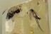MYCETOPHILIDAE Huge Great Fungus Gnat BALTIC AMBER 1826