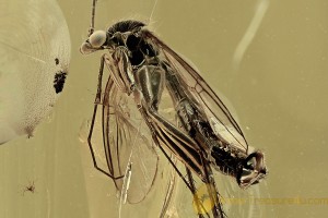 MYCETOPHILIDAE Huge Great Fungus Gnat BALTIC AMBER 1826